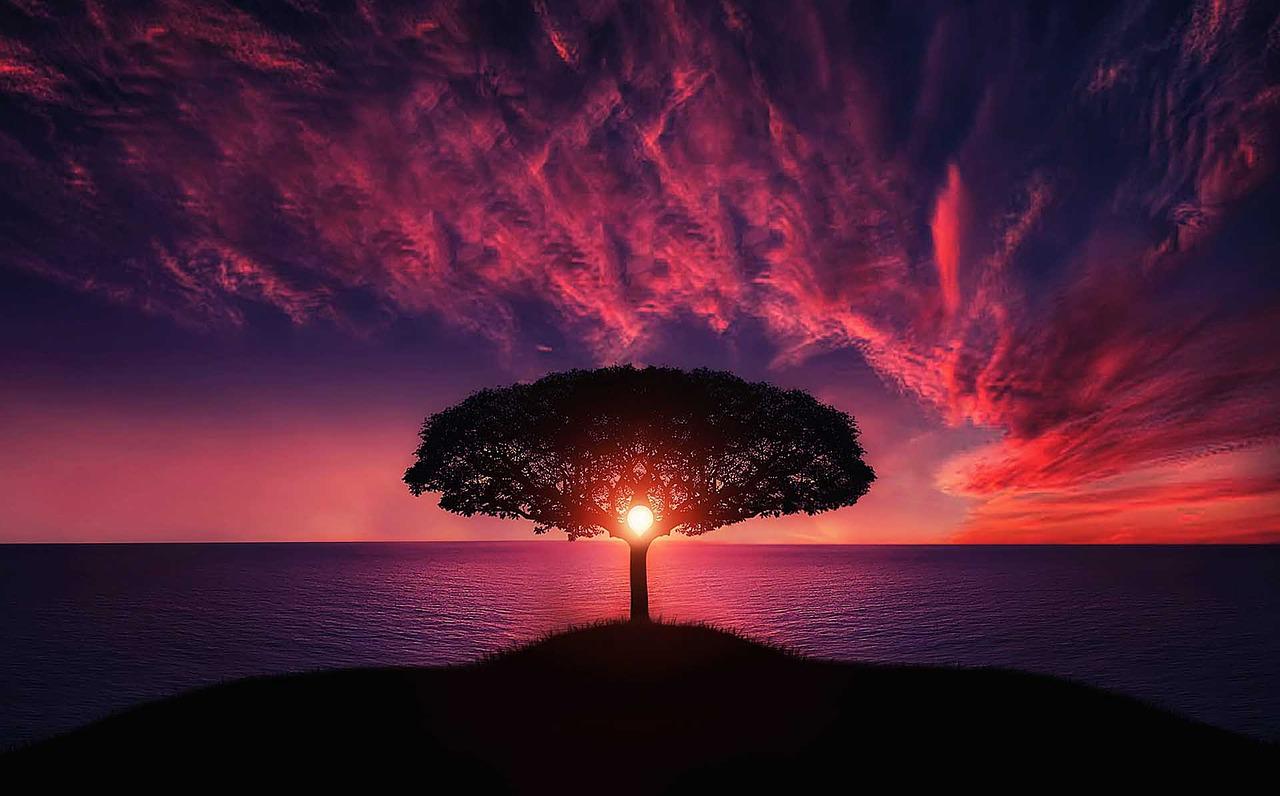 arbre devant un coucher de soleil dans la mer
